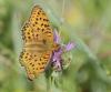 Argynnis aglaja